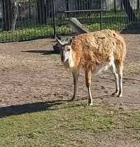 Поющие ламы в Абаканском зоопарке