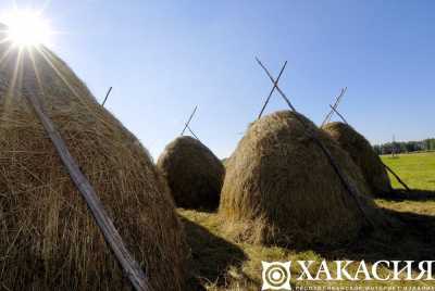 Сколько сена заготовили в Хакасии