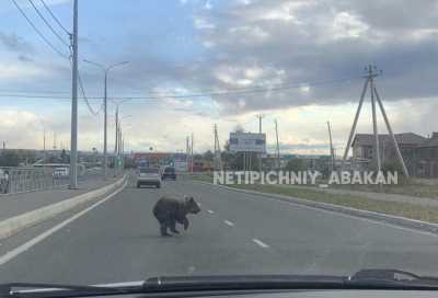 На дороге замечен лохматый нарушитель ПДД