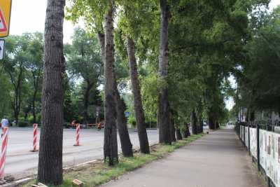 В центре Абакана срубят тополя