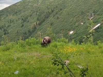 Медведя сняли на видео в Ергаках