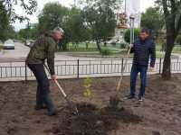 В Черногорске появилась кленовая аллея