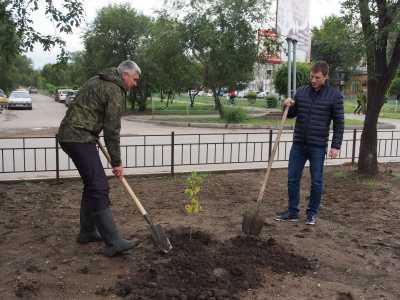 В Черногорске появилась кленовая аллея