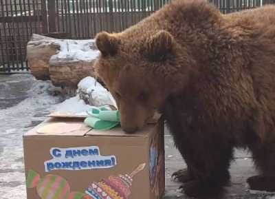 Активный медведь не может уснуть в Абакане