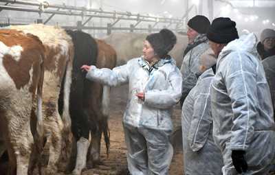 Участники выезда отнеслись к покупке скота серьёзно и всесторонне. 