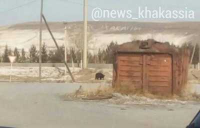 В Хакасии медведь вышел к людям