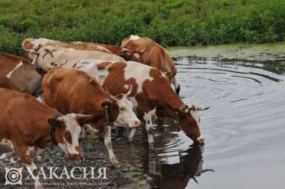 Красно-пестрых бурёнок в Хакасии будет разводить племрепродуктор