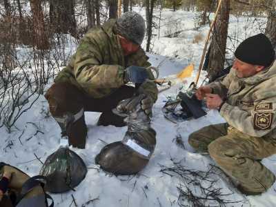 Опасные петли обнаружены в заказнике Позарым