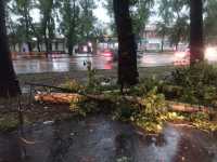 Дерево упало на машину в Абакане