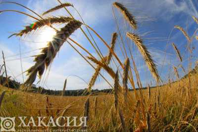 В Хакасии немного увеличилась посевная площадь