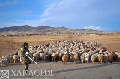 Овцеводство в Хакасии должно выйти на новый уровень развития