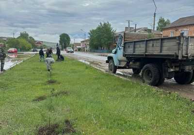 Жители Шира будут дышать ароматом кедра