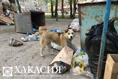 Агрессивных собак отлавливают в Абакане