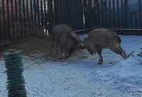 Столкновение козлов запечатлели на видео в Абакане