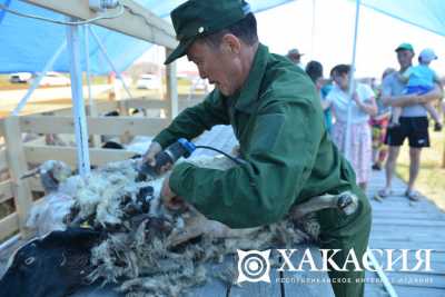 В Хакасии прошёл конкурс стригалей