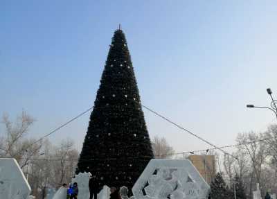 Жителям Абакана рассказали, когда в городе появятся большие новогодние ели