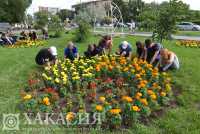 В Абакане проходит конкурс на самую красивую клумбу