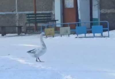 Упитанный гусь важно прогуливался во дворе многоэтажки в посёлке Хакасии